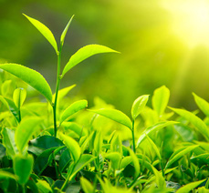 СПОСОБ БОРЬБЫ С ТЛЁЙ